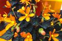 Begonia hybrid 'Glowing Embers'