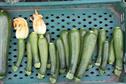 NIAB Courgette Trials - Ripe for success