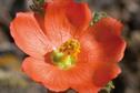 Sphaeralcea