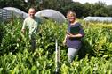 Hardy Nursery Stock - Challenging sales conditions