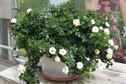 Rosa 'Drift Peach'