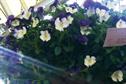 Viola 'Cool Wave'