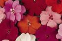 Impatiens New Guinea F1 'Divine Series' Orange