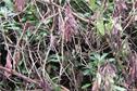 Phytophthora ramorum films launched at ICF conference