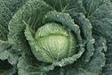 Brassica Open Days - Crop innovations