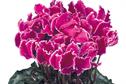 Cyclamen 'Curly'