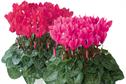 Cyclamen 'Rose shades'