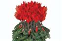 Cyclamen 'Bright red compact evolution'