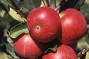 Apples