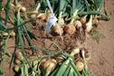 Crop Trials - Onions