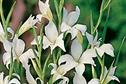 Gladiolus