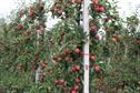 Fruit trees - Intensive care