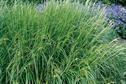 Stipa