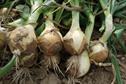 NIAB Onion Trials - Sowing success