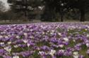 Gardens warned to be on high alert against theft of prized bulbs and plants