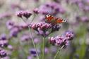 Verbena