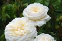Rose 'Tranquillity'