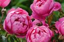 Rose 'Royal Jubilee'