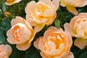 Rose 'The Lark Ascending'