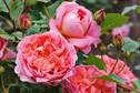 Rose 'Boscobel'