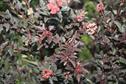 Best New Plant Variety - Physocarpus 'Little Devil' ,John Woods Nurseries