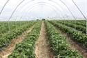 Polytunnels - tougher tunnels