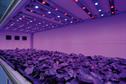 Protected crops - LEDs in UK horticulture