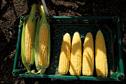 NIAB Sweetcorn trials - Cobs in the spotlight