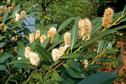 Evergreen Prunus