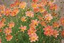 Coreopsis verticillata 'Sweet Marmalade'