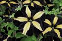 Best New Variety - Bedding plants: Petunia 'Phantom' Petunia x Hybrida, Ball Colegrave