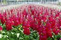 Protected ornamentals Grower of the Year
