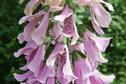 Best New Variety - Herbaceous perennials