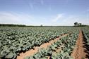 Vegetable Grower of the Year