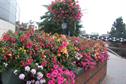 Amenity - Britain in Bloom on a budget