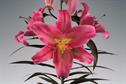 Lily 'Amarossi'