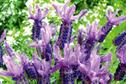 Lavendula 'Blueberry Ruffle'