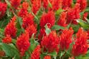 Celosia argentea plumosa 'Arrabona'