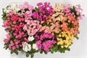 Lewisia cotyledon 'Elise'