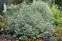 Cornus