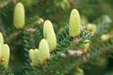 Abies