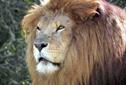 Angela Smith ruled out meeting at zoo