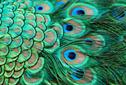 Pakistani billionaire swoops to Peacocks' rescue