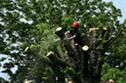 The Grow initiative: Promoting opportunities in horticulture
