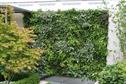 Climate coping plants for landscape and garden design