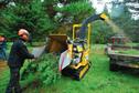 Arboriculture - education and training