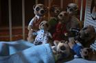 Comparethemarket.com's meerkats leave Coronation Street