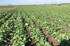 UPM trials new non-edible biofuel feedstock