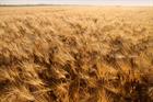 Engineers back second-generation biofuels
