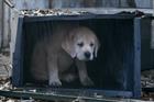 Campaign Viral Chart: Budweiser Super Bowl 'lost puppy' ad tops list